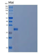 SDS-PAGE analysis of Human PMM2 (Phosphomannomutase 2) - Recombinant Protein, showing >90% purity under 15% SDS-PAGE (Reduced)