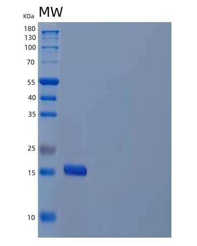 SDS-PAGE analysis of Human IL21 (Interleukin-21) - Recombinant Protein, showing >95% purity under 15% SDS-PAGE (Reduced)