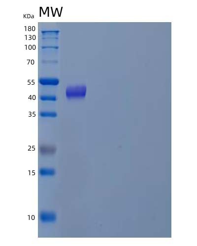 SDS-PAGE analysis of Human POLD2 (Dna Polymerase Delta Subunit 2) - Recombinant Protein, showing >95% purity under 15% SDS-PAGE (Reduced)
