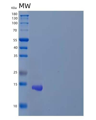 SDS-PAGE analysis of Human ZNF75A (Zinc Finger Protein 75A) - Recombinant Protein, showing >85% purity under 15% SDS-PAGE (Reduced)