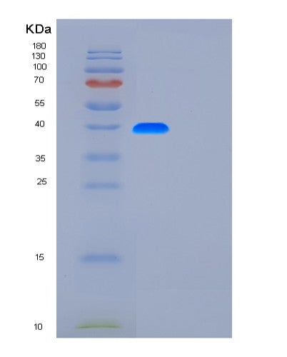 SDS-PAGE analysis of Human FUT3 (3-Galactosyl-N-Acetylglucosaminide 4-Alpha-L-Fucosyltransferase Fut3) - Recombinant Protein, showing >90% purity under 15% SDS-PAGE (Reduced)