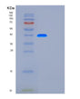 SDS-PAGE analysis of Human FUT3 (3-Galactosyl-N-Acetylglucosaminide 4-Alpha-L-Fucosyltransferase Fut3) - Recombinant Protein, showing >90% purity under 15% SDS-PAGE (Reduced)