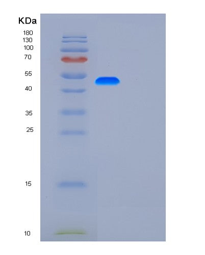 SDS-PAGE analysis of Human G3BP1 (Ras Gtpase-Activating Protein-Binding Protein 1) - Recombinant Protein, showing >85% purity under 15% SDS-PAGE (Reduced)