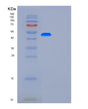 SDS-PAGE analysis of Human G3BP1 (Ras Gtpase-Activating Protein-Binding Protein 1) - Recombinant Protein, showing >85% purity under 15% SDS-PAGE (Reduced)