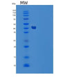 SDS-PAGE analysis of Human CPA2 (Carboxypeptidase A2) - Recombinant Protein, showing >90% purity under 15% SDS-PAGE (Reduced)