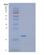 SDS-PAGE analysis of Human GADD45G (Growth Arrest And Dna Damage-Inducible Protein Gadd45 Gamma) - Recombinant Protein, showing >95% purity under 15% SDS-PAGE (Reduced)