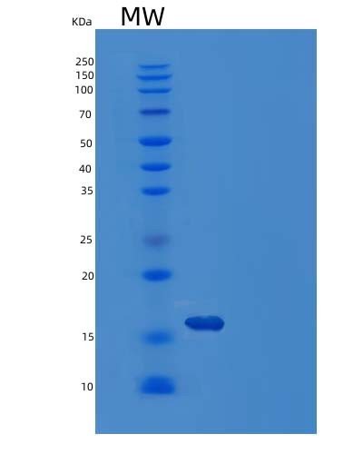 SDS-PAGE analysis of Human LGALS1 (Galectin-1) - Recombinant Protein, showing >95% purity under 15% SDS-PAGE (Reduced)