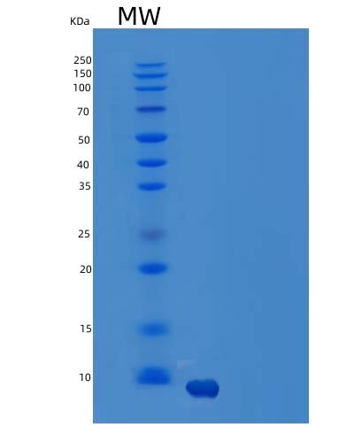 SDS-PAGE analysis of Human CCL14 (C-C Motif Chemokine 14) - Recombinant Protein, showing >85% purity under 15% SDS-PAGE (Reduced)