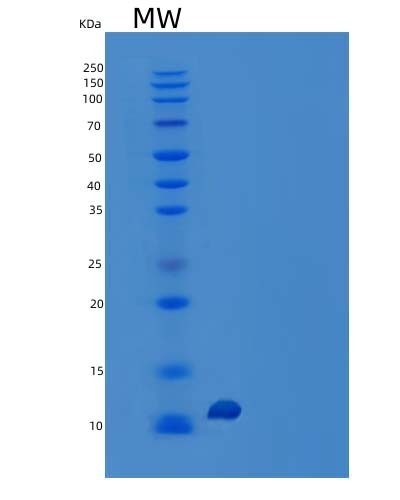 SDS-PAGE analysis of Human MLNR (Motilin Receptor) - Recombinant Protein, showing >95% purity under 15% SDS-PAGE (Reduced)