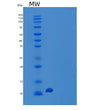 SDS-PAGE analysis of Human MLNR (Motilin Receptor) - Recombinant Protein, showing >95% purity under 15% SDS-PAGE (Reduced)