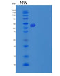SDS-PAGE analysis of Mouse Cpa4 (Carboxypeptidase A4) - Recombinant Protein, showing >85% purity under 15% SDS-PAGE (Reduced)
