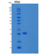 SDS-PAGE analysis of Human IFNA4 (Interferon Alpha-4) - Recombinant Protein, showing >90% purity under 15% SDS-PAGE (Reduced)