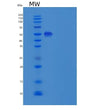 SDS-PAGE analysis of Mouse Icam2 (Intercellular Adhesion Molecule 2) - Recombinant Protein, showing >90% purity under 15% SDS-PAGE (Reduced)