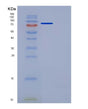 SDS-PAGE analysis of Mouse Sema3a (Semaphorin-3A) - Recombinant Protein, showing >95% purity under 15% SDS-PAGE (Reduced)