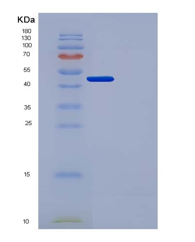 SDS-PAGE analysis of Human PLAU (Urokinase-Type Plasminogen Activator) - Recombinant Protein, showing >90% purity under 15% SDS-PAGE (Reduced)