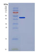 SDS-PAGE analysis of Human PLAU (Urokinase-Type Plasminogen Activator) - Recombinant Protein, showing >90% purity under 15% SDS-PAGE (Reduced)