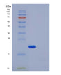 SDS-PAGE analysis of Human IL2RA (Interleukin-2 Receptor Subunit Alpha) - Recombinant Protein, showing >90% purity under 15% SDS-PAGE (Reduced)