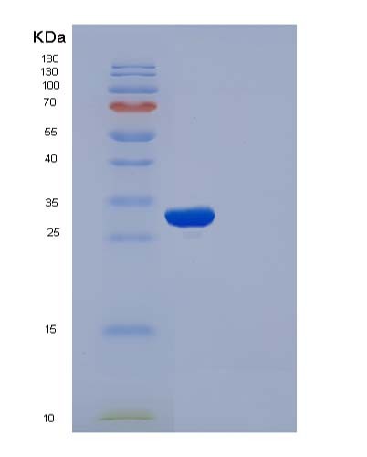 SDS-PAGE analysis of Human APOA1 (Apolipoprotein A-I) - Recombinant Protein, showing >85% purity under 15% SDS-PAGE (Reduced)