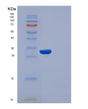 SDS-PAGE analysis of Human APOA1 (Apolipoprotein A-I) - Recombinant Protein, showing >85% purity under 15% SDS-PAGE (Reduced)