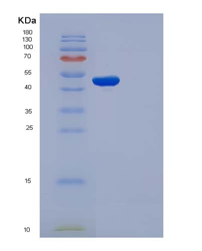 SDS-PAGE analysis of Mouse Cdc37 (Hsp90 Co-Chaperone Cdc37) - Recombinant Protein, showing >90% purity under 15% SDS-PAGE (Reduced)