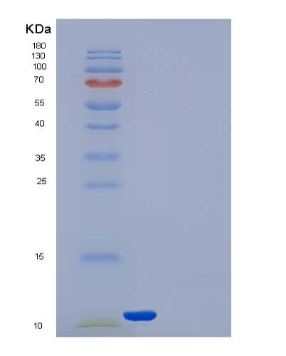 SDS-PAGE analysis of Human TXN (Thioredoxin) - Recombinant Protein, showing >85% purity under 15% SDS-PAGE (Reduced)