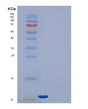 SDS-PAGE analysis of Human TXN (Thioredoxin) - Recombinant Protein, showing >85% purity under 15% SDS-PAGE (Reduced)