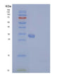 SDS-PAGE analysis of Mouse Il17ra (Interleukin-17 Receptor A) - Recombinant Protein, showing >95% purity under 15% SDS-PAGE (Reduced)