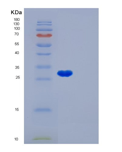 SDS-PAGE analysis of Human LGALS3 (Galectin-3) - Recombinant Protein, showing >95% purity under 15% SDS-PAGE (Reduced)