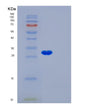 SDS-PAGE analysis of Human LGALS3 (Galectin-3) - Recombinant Protein, showing >95% purity under 15% SDS-PAGE (Reduced)