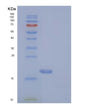SDS-PAGE analysis of Human MAGOH (Protein Mago Nashi Homolog) - Recombinant Protein, showing >90% purity under 15% SDS-PAGE (Reduced)