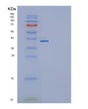 SDS-PAGE analysis of Mouse Il11 (Interleukin-11) - Recombinant Protein, showing >85% purity under 15% SDS-PAGE (Reduced)
