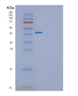 SDS-PAGE analysis of Human TNFRSF18 (Tumor Necrosis Factor Receptor Superfamily Member 18) - Recombinant Protein, showing >95% purity under 15% SDS-PAGE (Reduced)