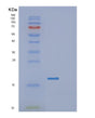 SDS-PAGE analysis of Human GATC (Glutamyl-Trna(Gln) Amidotransferase Subunit C, Mitochondrial) - Recombinant Protein, showing >95% purity under 15% SDS-PAGE (Reduced)