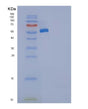 SDS-PAGE analysis of Human ANP32A (Acidic Leucine-Rich Nuclear Phosphoprotein 32 Family Member A) - Recombinant Protein, showing >90% purity under 15% SDS-PAGE (Reduced)