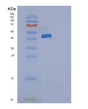 SDS-PAGE analysis of Human ACP1 (Low Molecular Weight Phosphotyrosine Protein Phosphatase) - Recombinant Protein, showing >90% purity under 15% SDS-PAGE (Reduced)