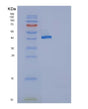 SDS-PAGE analysis of Human TNFRSF11B (Tumor Necrosis Factor Receptor Superfamily Member 11B) - Recombinant Protein, showing >95% purity under 15% SDS-PAGE (Reduced)