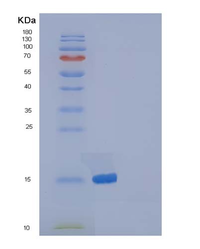 SDS-PAGE analysis of Mouse Ptn (Pleiotrophin) - Recombinant Protein, showing >90% purity under 15% SDS-PAGE (Reduced)