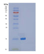 SDS-PAGE analysis of Mouse Ptn (Pleiotrophin) - Recombinant Protein, showing >90% purity under 15% SDS-PAGE (Reduced)