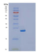 SDS-PAGE analysis of Human IL19 (Interleukin-19) - Recombinant Protein, showing >85% purity under 15% SDS-PAGE (Reduced)