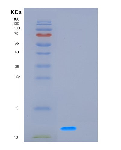 SDS-PAGE analysis of Human GCHFR (Gtp Cyclohydrolase 1 Feedback Regulatory Protein) - Recombinant Protein, showing >95% purity under 15% SDS-PAGE (Reduced)