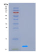 SDS-PAGE analysis of Human GCHFR (Gtp Cyclohydrolase 1 Feedback Regulatory Protein) - Recombinant Protein, showing >95% purity under 15% SDS-PAGE (Reduced)