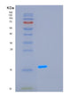 SDS-PAGE analysis of Human GCSH (Glycine Cleavage System H Protein, Mitochondrial) - Recombinant Protein, showing >95% purity under 15% SDS-PAGE (Reduced)