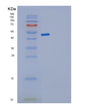 SDS-PAGE analysis of Human GDI2 (Rab Gdp Dissociation Inhibitor Beta) - Recombinant Protein, showing >85% purity under 15% SDS-PAGE (Reduced)