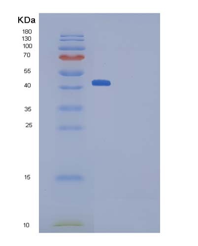 SDS-PAGE analysis of Mouse Ptn (Pleiotrophin) - Recombinant Protein, showing >90% purity under 15% SDS-PAGE (Reduced)