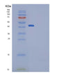 SDS-PAGE analysis of Mouse Ptn (Pleiotrophin) - Recombinant Protein, showing >90% purity under 15% SDS-PAGE (Reduced)