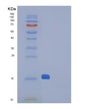 SDS-PAGE analysis of Mouse Ctla4 (Cytotoxic T-Lymphocyte Protein 4) - Recombinant Protein, showing >85% purity under 15% SDS-PAGE (Reduced)