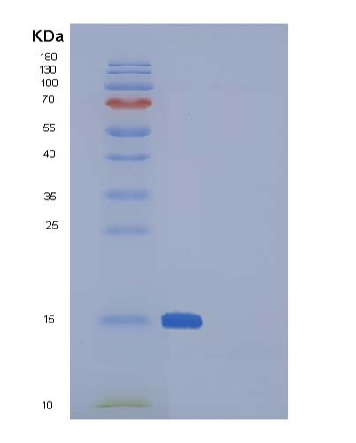 SDS-PAGE analysis of Human SNCA (Alpha-Synuclein) - Recombinant Protein, showing >85% purity under 15% SDS-PAGE (Reduced)