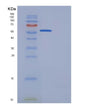 SDS-PAGE analysis of Human GRN (Progranulin) - Recombinant Protein, showing >85% purity under 15% SDS-PAGE (Reduced)