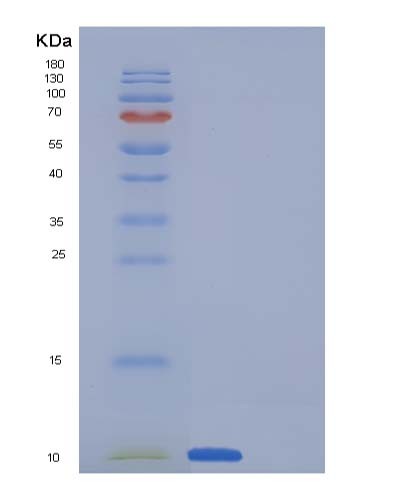 SDS-PAGE analysis of Human SCGB1A1 (Uteroglobin) - Recombinant Protein, showing >95% purity under 15% SDS-PAGE (Reduced)