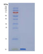 SDS-PAGE analysis of Human SCGB1A1 (Uteroglobin) - Recombinant Protein, showing >95% purity under 15% SDS-PAGE (Reduced)